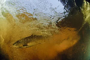 Images Dated 13th October 2011: Brown trout (Salmo trutta) in turbulent water at a weir, River Ettick, Selkirkshire