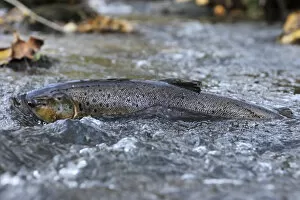 Images Dated 16th November 2008: Brown trout (Salmo trutta) at water surface in shallow water migrating upstream, Bornholm
