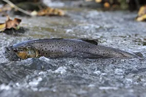 Brown trout (Salmo trutta) at water surface in shallow water migrating upstream, Bornholm