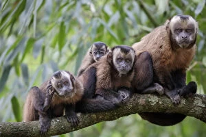 Brown / Tufted Capuchin (Cebus apella) family group in cloud forest, Manu Biosphere Reserve, Peru