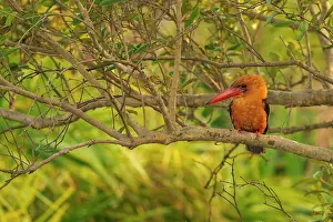 Coastal Wetland Prints: Brown-winged kingfisher (Pelargopsis amauroptera) perched on branch in mangroves