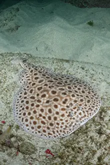 Brownspotted torpedo ray (Torpedo sp.) undescribed species, swimming over sandy seabed, Meoune Reef, Dakar, Senegal, Eastern Atlantic Ocean