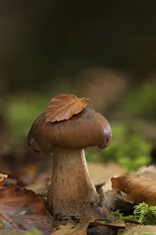 Autumn Prints: Bruising webcap mushroom (Cortinarius purpurascens) Annagarriff Wood NNR, Peatlands Park