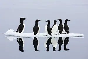 Images Dated 23rd June 2009: Brunnichs guillemots (Uria lomvia) on ice, Spitsbergen, Svalbard, June 2009 WWE BOOK