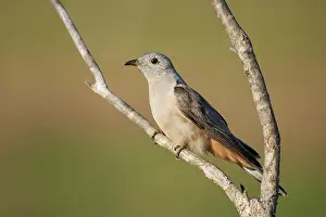 Grey Prints: Brush cuckoo (Cacomantis variolosus) perched on branch