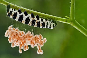 Butterfly Gallery: Brush footed butterfly (Lycorea sp.) caterpillar with parasitic wasp cocoons on silk threads