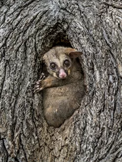 Images Dated 17th September 2020: Brushtail possum (Trichosurus vulpecula) in a tree hollow / hole looking out during the day