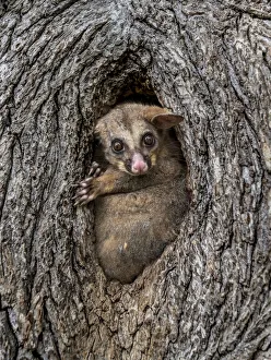 Homes Prints: Brushtail possum (Trichosurus vulpecula) in a tree hollow / hole looking out during the day