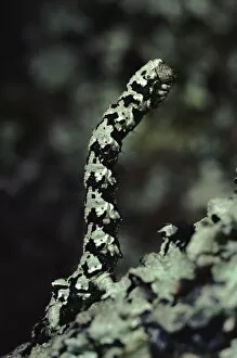 Brussels Lace Moth caterpillar on lichen covered oak twig, Scotland