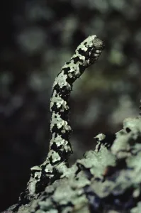 Brussels Lace Moth caterpillar on lichen covered oak twig, Scotland Brussels Lace Moth caterpillar on lichen covered oak twig, Scotland