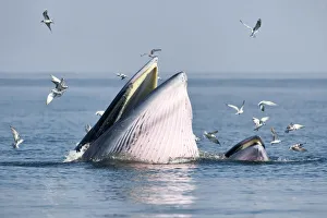 Brydeas whale (Balaenoptera edeni edeni) adult female feeding at surface on anchovies