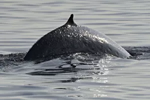 Staffan Widstrand Gallery: Brydes whale (Balaenoptera brydei) breaching, Raja Ampat, Western Papua, Indonesian New Guinea
