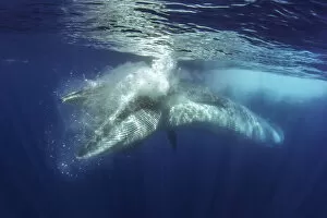 2020 January Highlights Gallery: Brydes whale (Balaenoptera brydei) feeding. Tenerife, Canary Islands