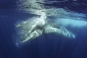 2020 January Highlights Collection: Brydes whale (Balaenoptera brydei) feeding. Tenerife, Canary Islands