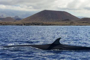 Balaenoptera Prints: Brydes whale (Balaenoptera brydei) fin at surface in coastal waters, volcano in background