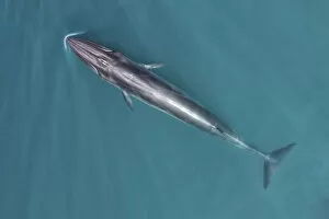 Brydes whale (Balaenoptera edeni) aerial view, Baja California, Mexico