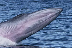 Balaenoptera Prints: Bryde's whale (Balaenoptera edeni) breaching, Sea of Cortez, Baja California, Mexico