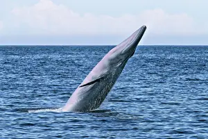 Balaenoptera Prints: Bryde's whale (Balaenoptera edeni) breaching, Sea of Cortez, Baja California, Mexico