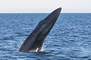 Balaenoptera Prints: Bryde's whale (Balaenoptera edeni) breaching, Sea of Cortez, Baja California, Mexico