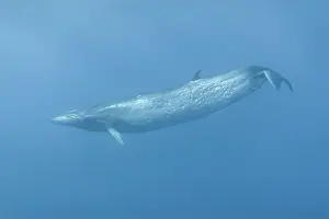 Japan Prints: Bryde's whale (Balaenoptera edeni) in the open ocean of the Ogasawara archipelago