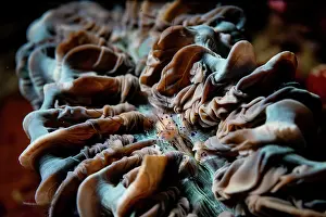 Crustracea Prints: Bubble coral shrimp (Vir philippinensis) on Bubble coral (Plerogyra sinuosa)