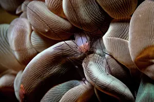 Crustracea Prints: Bubble coral shrimp (Vir philippinensis) on Bubble coral (Plerogyra sinuosa)