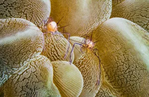 Miispecies Prints: Bubble coral shrimp (Vir philippinensis) on Bubble coral (Plerogyra sp)