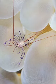 Hard Coral Gallery: Bubble coral shrimp (Vir philippinesis) in symbiotic commensal relationship with Bubble