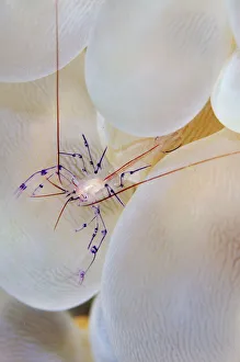Homes Prints: Bubble coral shrimp (Vir philippinesis) in symbiotic commensal relationship with Bubble
