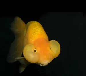 Black Background Gallery: Bubble eye goldfish (Carassius auratus) with upward pointing eyes and two large fluid-filled sacs