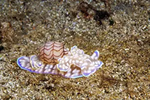 Gastropoda Prints: Bubble snail (Micromelo guamensis) on seabed