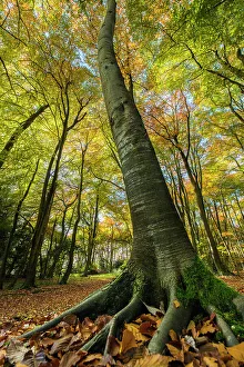 Spermatophytina Collection: Buckholt Wood is a beech (Fagus sylvatica) wood and part of the Cotwolds Commons