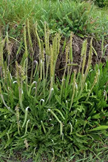 Plantain Prints: Buck's-horn plantain (Plantago coronopus) in flower