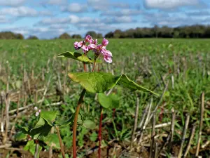 Buckwheat Prints: Buckwheat (Fagopyrum esculentum) flowering in a game cover crop