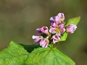 Buckwheat Prints: Buckwheat (Fagopyrum esculentum) flowering in a game cover crop