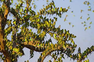 2018 June Highlights Collection: Budgerigars (Melopsittacus undulatus), flocking to find water, Northern Territory