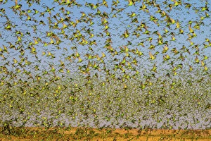 Birds Gallery: Budgerigars (Melopsittacus undulatus) flocking to find water, Northern Territory