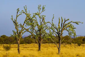 Budgerigars (Melopsittacus undulatus) flocking on tree, Northern Territory, Australia