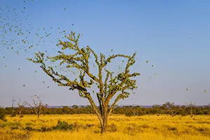 Budgerigars (Melopsittacus undulatus) flocking to find water, Northern Territory