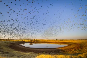 Budgerigars (Melopsittacus undulatus) flocking to find water, Northern Territory