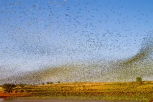 Budgerigars (Melopsittacus undulatus) flocking to find water, Northern Territory