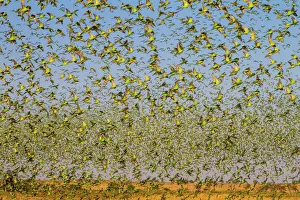 Budgerigars (Melopsittacus undulatus) flocking to find water, Northern Territory