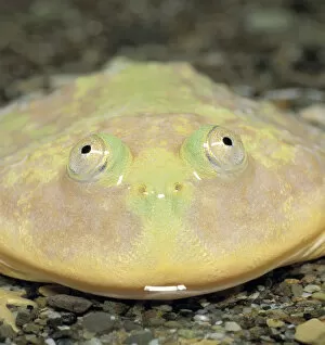 Amphibians Gallery: Budgett Frog {Lepidobatrachus laevis} Japan