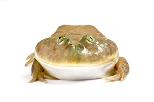 Amphibia Prints: Budgetts frog (Lepidobatrachus laevis) captive on white background. Occurs in Argentina