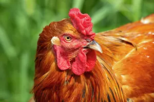 Farms Prints: Buff Brahma rooster head portrait, free-ranging on farm, Calamus, Iowa, USA. August