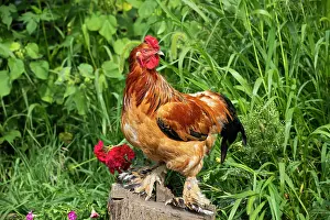 Farms Prints: Buff Brahma rooster portrait, free-ranging on farm, Calamus, Iowa, USA. August