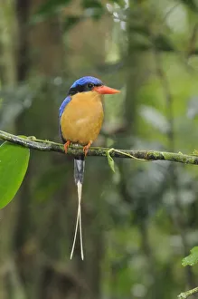 Images Dated 25th November 2010: Buff breasted kingfisher / White tailed kingfisher (Tanysiptera sylvia) male, North Queensland