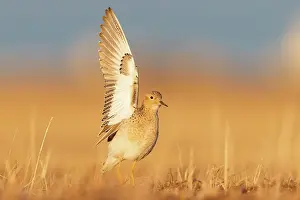 Lekking Prints: Buff-breasted sandpiper (Tryngites subruficollis) male