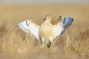 Lekking Prints: Buff-breasted sandpiper (Tryngites subruficollis) male