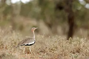 Gruiformes Prints: Buff-crested bustard (Eupodotis gindiana) walking through dry grassland
